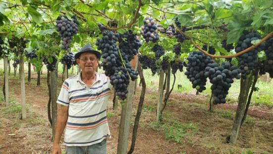 Feira da Uva começa neste fim de semana em Mariópolis