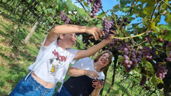 Mariópolis deve produzir 1,3 milhão de quilos de uva !